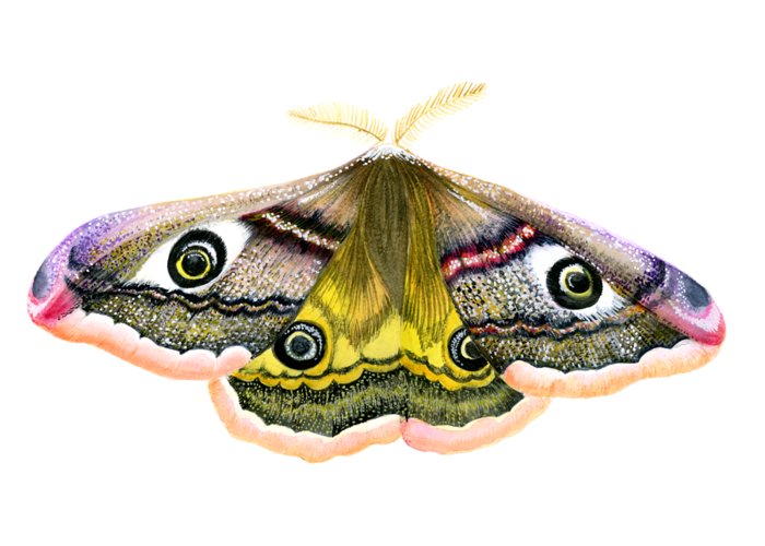 1-emperor-hawk-moth-alison-langridge-transparent