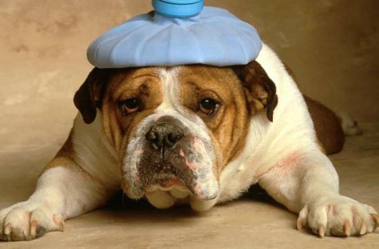 bulldog-with-headache-preview