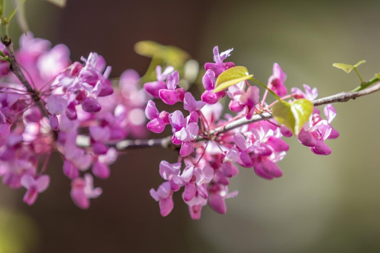 ce9acebfcf85cf84cf83cebfcf85cf80ceb9ceac-cercis-siliquastrum-2