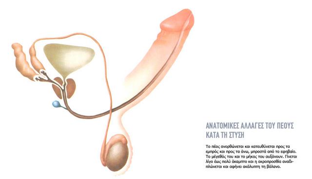 Η ανδρική διέγερση αποτελεί ένα φυσιολογικό φαινόμενο και προκύπτει από την διαστολή των αιμοφόρων αγγείων που βρίσκονται στο πέος.